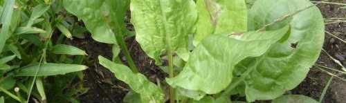 rumex_acetosa_cultivar_01.jpg